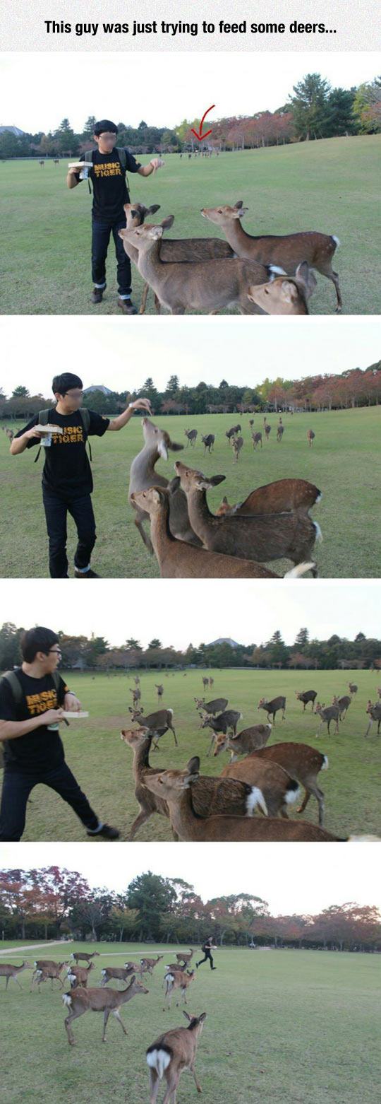 Warning: Don't Feed The Deer!