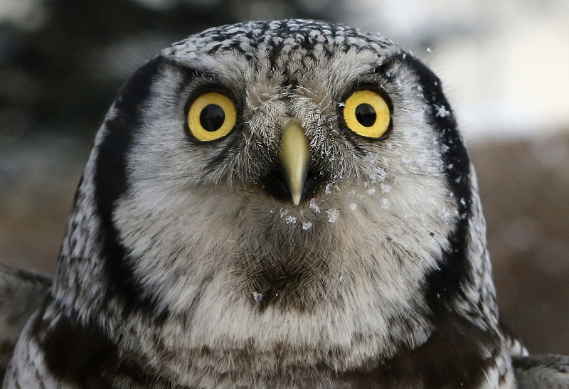 Marusya, a Northern hawk-owl, is seen during a training session which is a part of Royev Ruchey zoo's programme of taming wild animals for research, and for enlightenment and interaction with visitors, in the Siberian taiga forest in the suburb of Krasnoyarsk, Russia January 10, 2017. REUTERS/Ilya Naymushin