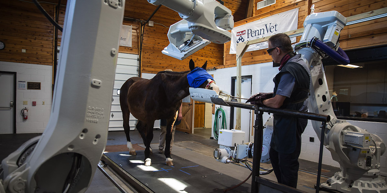 Equine CT scanner can peek inside standing, conscious horses