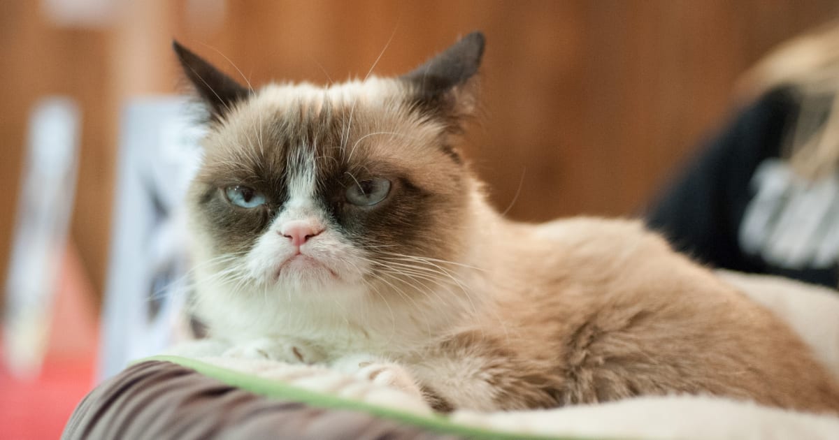 16 Overly Dramatic Cats