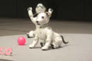 ソニーの犬型ロボット「aibo」と触れ合える。渋谷モディで1月11日から