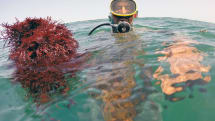 海藻でEVの航続距離が2倍？由来成分にリチウム硫黄電池の性能向上作用を発見