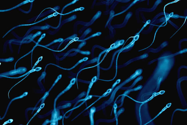 アフリカ・ソマリ族の矢毒から男性向け経口避妊薬を開発。精子活動を抑制する成分のみを合成