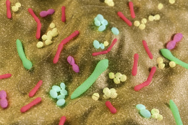 Researchers show you can be uniquely identified by your bacteria