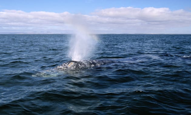 Researchers seek permission to collect whale snot with drones (video)