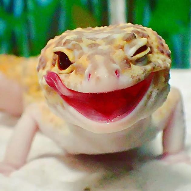 This Gecko Has A Best Friend And He Couldn't Be Happier