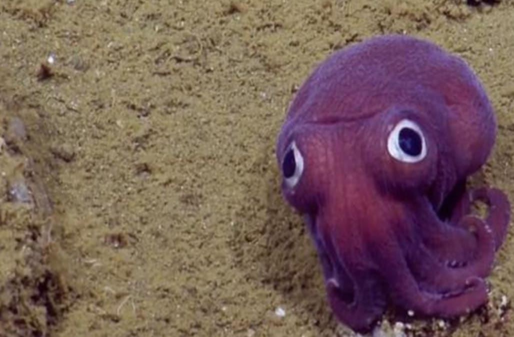 This weird squid looks like it has googly eyes - AOL News