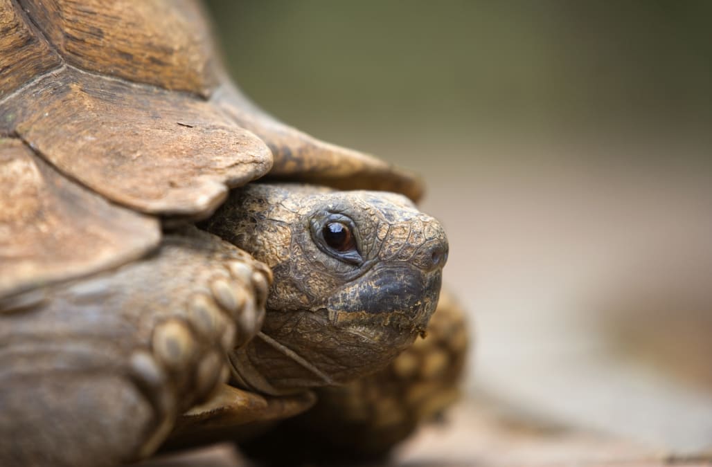 Tortoise set on fire during live Facebook video - AOL News