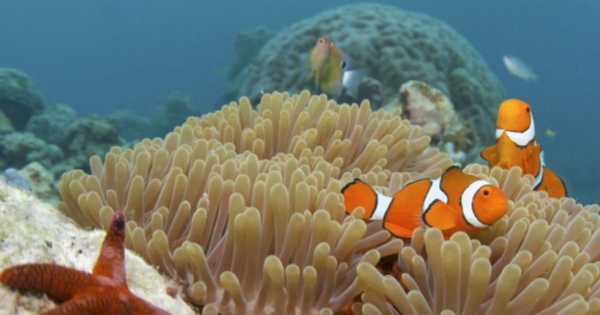 13 Fun Facts You Didn't Know About The Great Barrier Reef