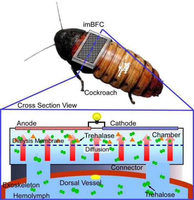 Self-powered cyborg cockroaches are coming