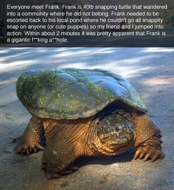 The Epic Tale Of Frank The Snapping Turtle - Mandatory