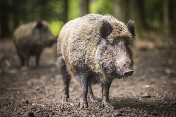 21 wild boar on the loose in Wales - AOL UK Travel