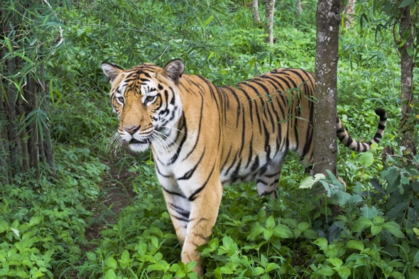 Tiger claws woman to death in world first - AOL UK Travel