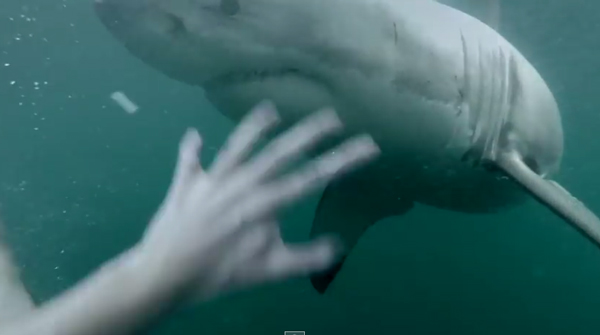 恐怖 水中ダイビングした瞬間 目の前に巨大サメ 危機一髪すぎる映像 ガジェット通信 Getnews