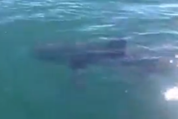 Is that a great white shark filmed off Cornwall? - AOL UK Travel