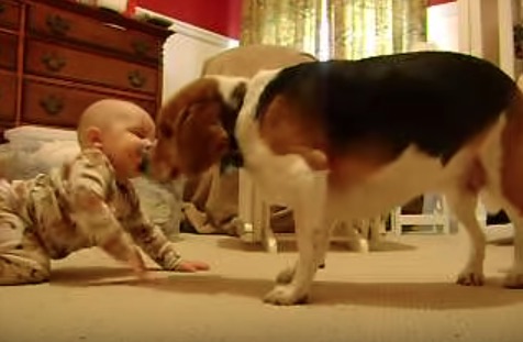 赤ちゃんにはじめて会ったビーグル犬の可愛すぎるリアクションが話題に 動画 ガジェット通信 Getnews