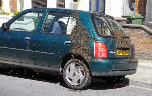 Bees on a Nissan Micra