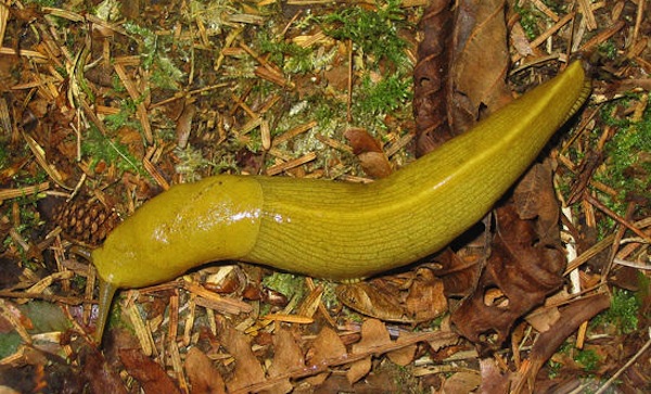 You Won't Believe The Size Of These Animal Penises - Mandatory