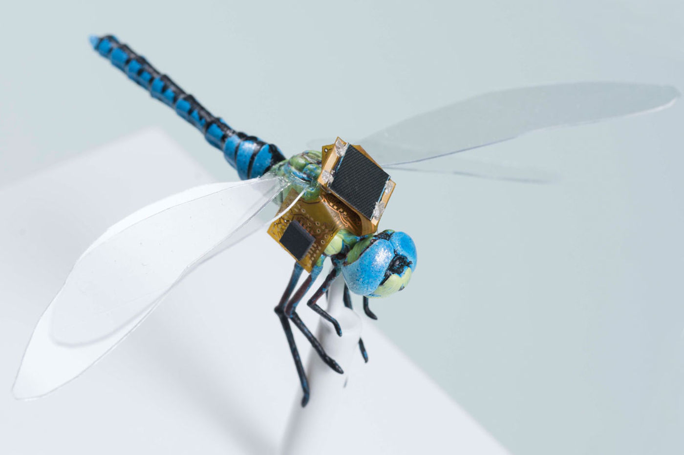 Scientists are making genetically modified cyborg dragonflies