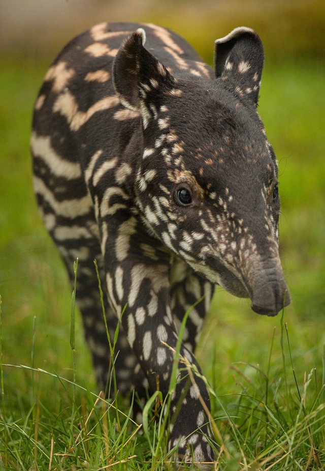 Adorable baby tapir born at Chester Zoo - AOL UK Travel