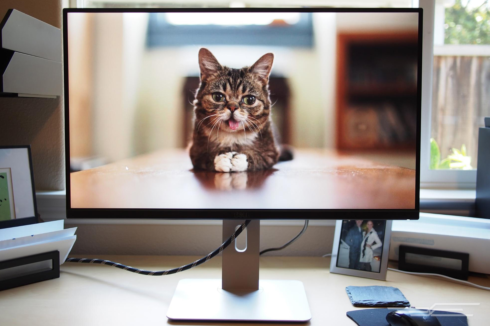 Смотрят кошки на экране. Dell ULTRASHARP u2715h. Красивый монитор. Смешной монитор. Монитор картинка.