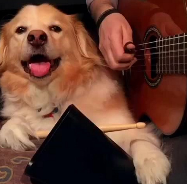 天才犬がギターのリズムに合わせて演奏 スゴすぎると話題に 動画 ガジェット通信 Getnews