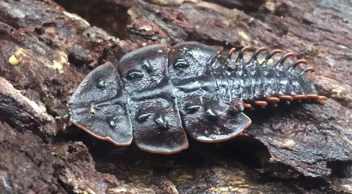 シンガポールで珍しい虫 サンヨウベニボタル が発見される 動画 ガジェット通信 Getnews