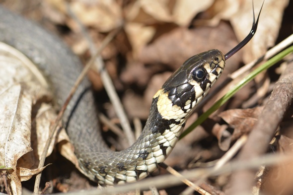 Venomous snakes spotted on campus at Cambridge University - AOL Travel UK