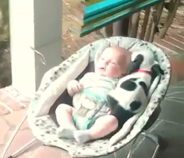 赤ちゃんにぴったり寄り添って眠る子犬が可愛すぎて悶絶するレベル 動画 ガジェット通信 Getnews