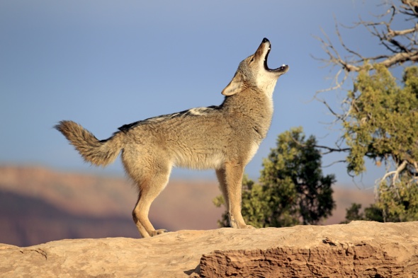 California town plans coyote cull after dozens of pet deaths - AOL UK ...