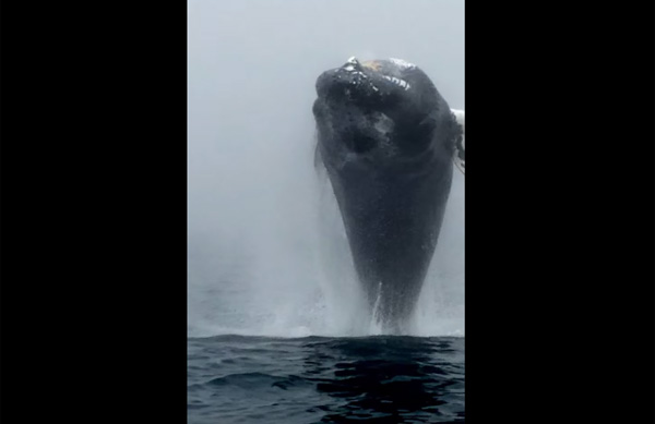 近い デカい 怖い ザトウクジラの衝撃的すぎるジャンプ映像が海外で話題に ガジェット通信 Getnews