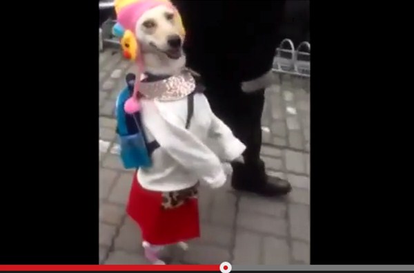 中国発 二足歩行で散歩する 謎の女装犬 のドヤ顔に世界中から爆笑の嵐 ガジェット通信 Getnews
