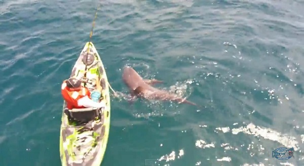 サメ地獄かよ 獰猛なサメが船をパワープレーで転覆させる 動画 ガジェット通信 Getnews