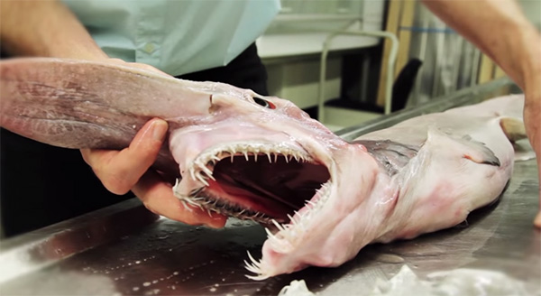 エイリアンか 捕獲されたサメがグロすぎると話題に 動画 ガジェット通信 Getnews