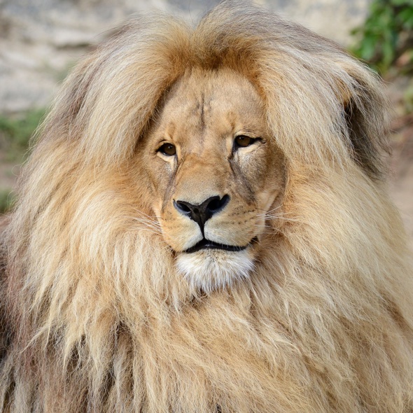 Lion's blonde bouffant is zoo's mane attraction - AOL UK Travel