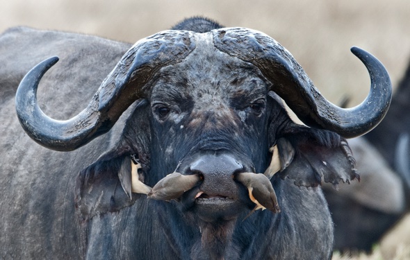 Birds get right up buffalo's nose. Literally - AOL UK Travel