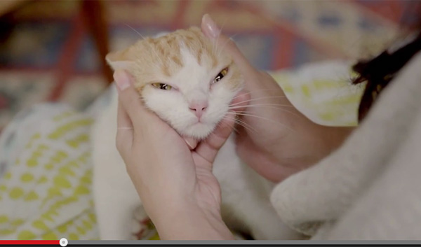 猫も心配してるニャン お疲れ気味のご主人をそっと見守る猫が可愛すぎると話題 ガジェット通信 Getnews