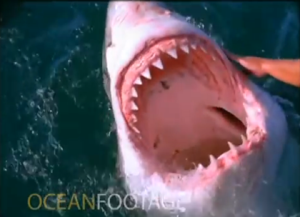 Fisherman 'pets' a great white shark in South Africa (video) - AOL UK ...