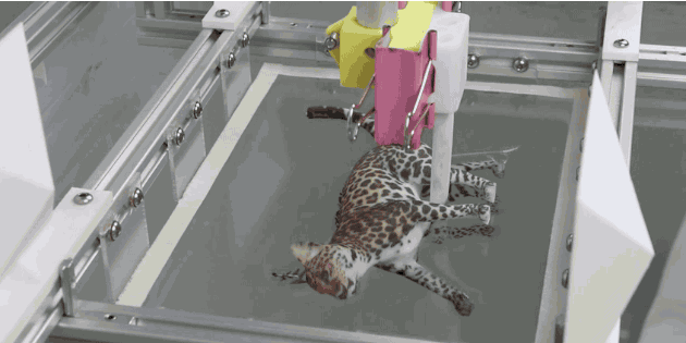 New coloring creates perfect 3D-printed cat Engadget