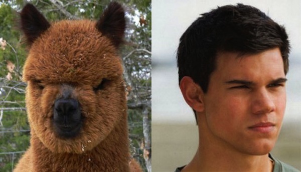 TAYLOR-LAUTNER-ALPACA.jpg