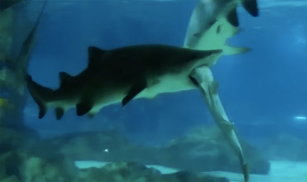 水族館で巨大ザメが小ザメをガブリと振り回す恐ろしすぎる事件が勃発 動画 ガジェット通信 Getnews