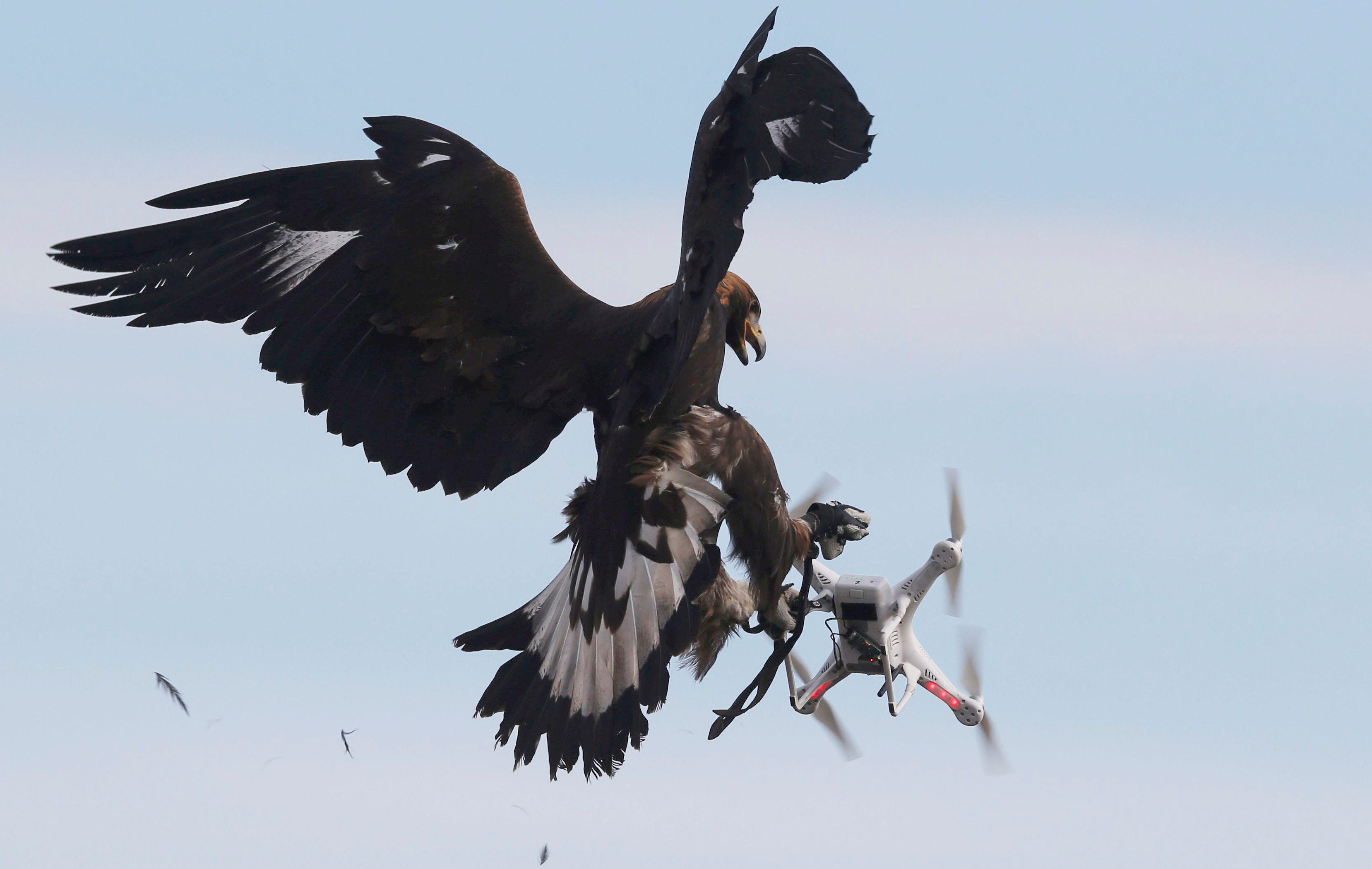 PsBattle: Eagle Captures Drone Mid-flight : r/photoshopbattles