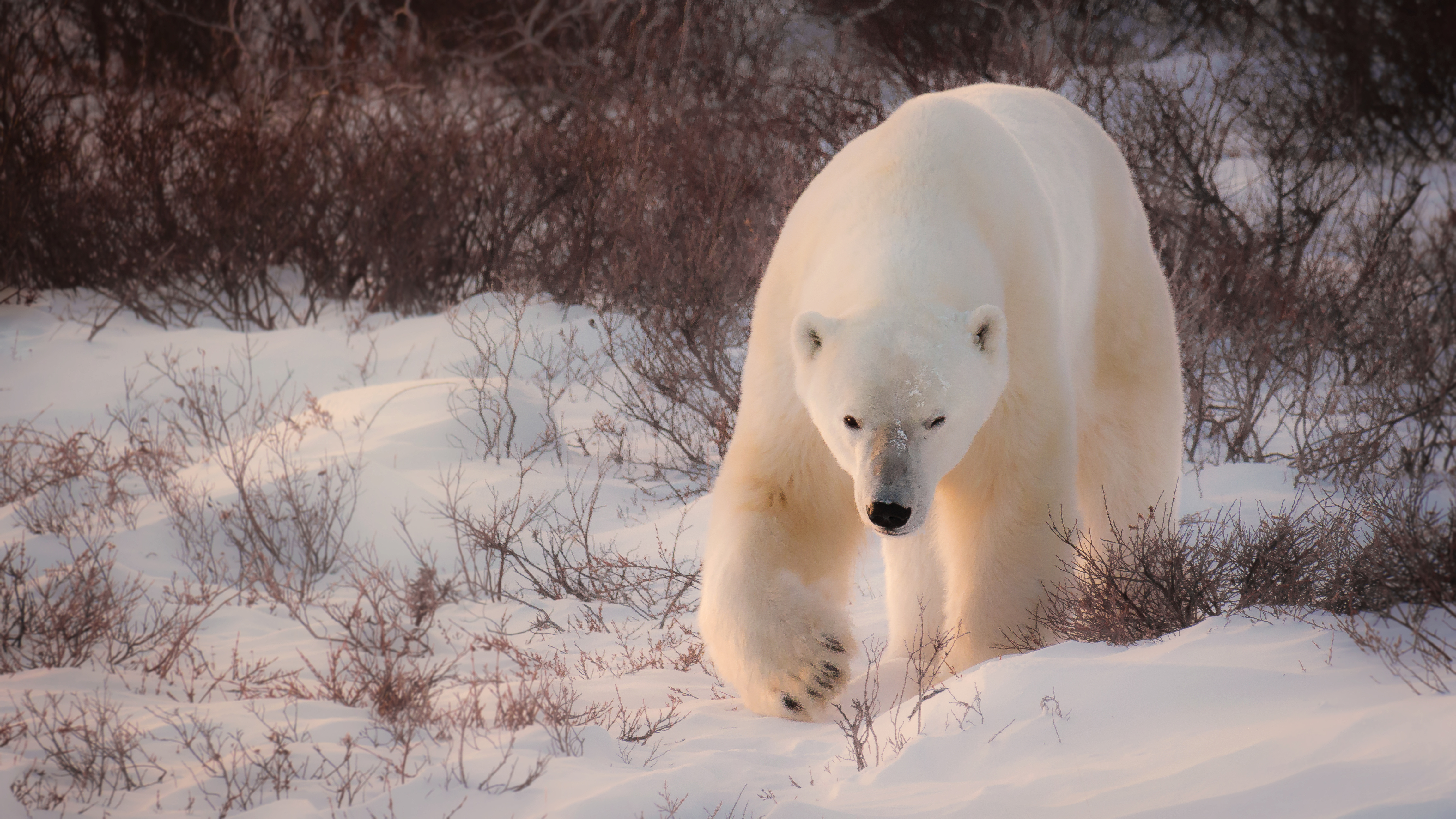 Polar Bears Attacks On Humans Will Continue Rising As Melting Sea Ice ...