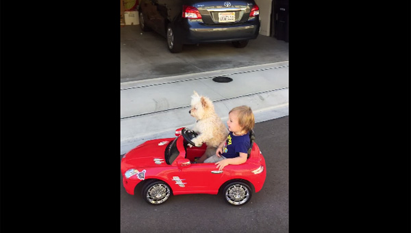 赤ちゃんを乗せて車を運転するワンコが可愛すぎると話題に 動画 ガジェット通信 Getnews