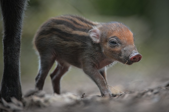 Extremely rare baby warty pig born at Chester Zoo (and it's cute ...