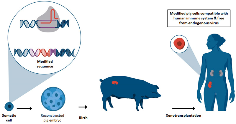 eGenesis explanation of path for modified pig cells