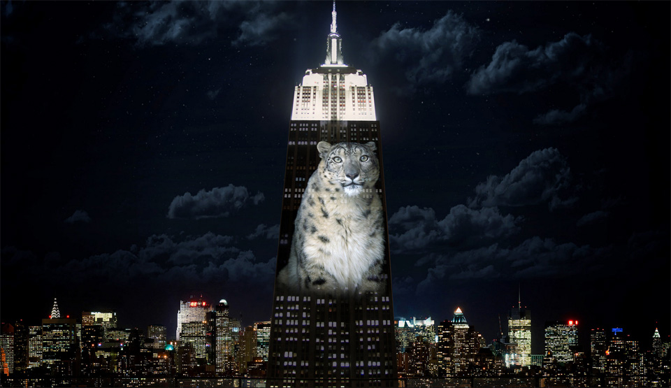 A snow leopard projected on the Empire State Buliding