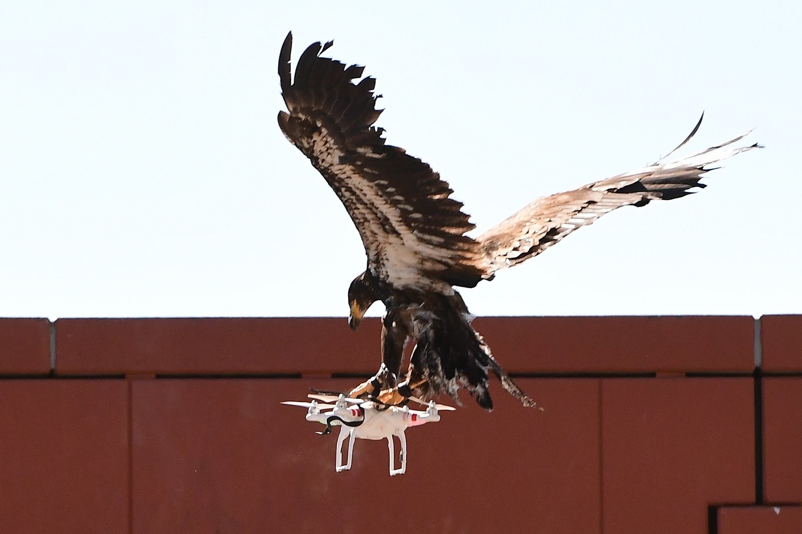 A young eagle trained to catch drones displays its skills during a demonstration organized by the Dutch police as part of a program to train birds of prey to catch drones flying over sensitive or restricted areas, at the Dutch Police Academy in Ossendrecht, The Netherlands, on September 12, 2016.   Dutch police are adopting a centuries-old pursuit to resolve the modern-day problem of increasing numbers of drones in the skies, becoming the world's first force to employ eagles as winged warriors. / AFP / EMMANUEL DUNAND        (Photo credit should read EMMANUEL DUNAND/AFP/Getty Images)