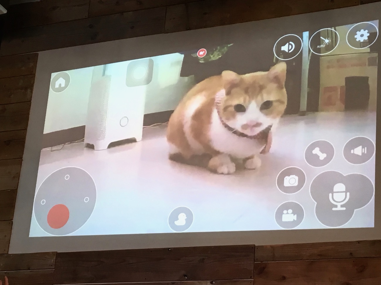 留守番中の犬猫は何してる 猫じゃらし も可能なペット用カメラ エイサーが発売 Engadget 日本版