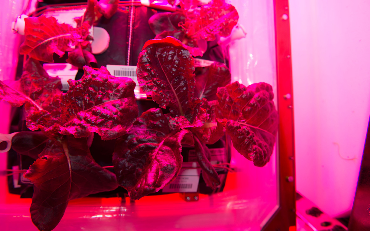 NASA's space-grown red romaine lettuce